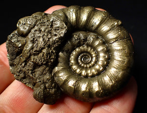 Chunky pyrite Eoderoceras ammonite fossil (60 mm)