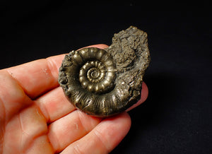 Pyrite Eoderoceras multi-ammonite fossil (61 mm)