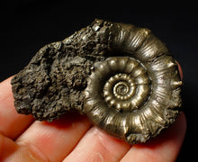 Load image into Gallery viewer, Pyrite Eoderoceras multi-ammonite fossil (61 mm)
