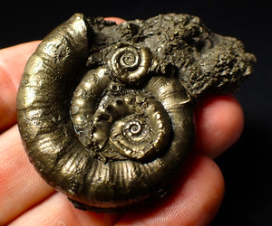 Pyrite Eoderoceras multi-ammonite fossil (61 mm)