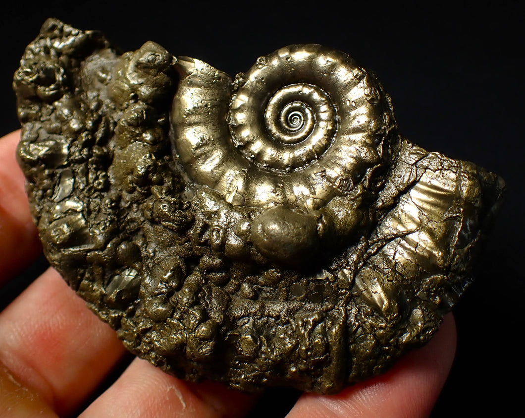 Pyrite Eoderoceras ammonite fossil (83 mm)