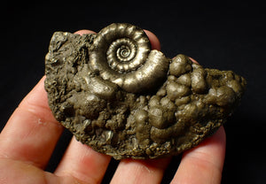 Pyrite Eoderoceras ammonite fossil (83 mm)
