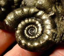 Load image into Gallery viewer, Pyrite Eoderoceras ammonite fossil (83 mm)
