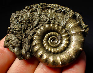 Perfect pyrite Eoderoceras ammonite fossil (65 mm)