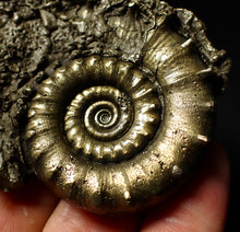 Load image into Gallery viewer, Perfect pyrite Eoderoceras ammonite fossil (65 mm)
