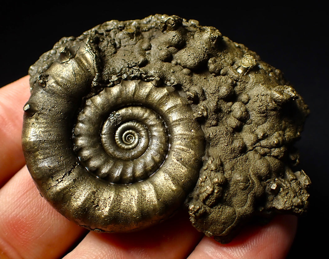 Perfect pyrite Eoderoceras ammonite fossil (65 mm)