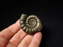 Load image into Gallery viewer, Rare spiny pyrite Eoderoceras bispinigerum ammonite fossil (47 mm)
