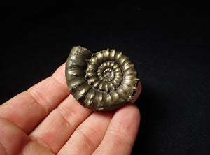 Rare spiny pyrite Eoderoceras bispinigerum ammonite fossil (47 mm)