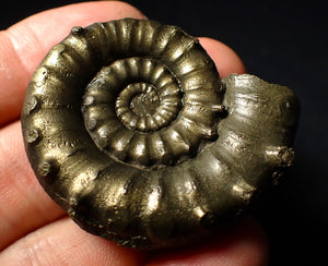 Rare spiny pyrite Eoderoceras bispinigerum ammonite fossil (47 mm)
