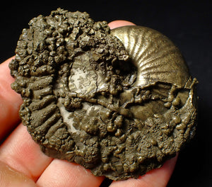 Large pyrite Gleviceras ammonite fossil (72 mm)