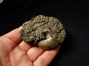 Large pyrite Gleviceras ammonite fossil (72 mm)