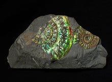 Load image into Gallery viewer, Green iridescent multi-Caloceras display ammonite fossil
