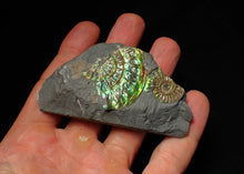Load image into Gallery viewer, Green iridescent multi-Caloceras display ammonite fossil
