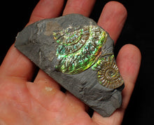 Load image into Gallery viewer, Green iridescent multi-Caloceras display ammonite fossil
