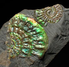 Load image into Gallery viewer, Green iridescent multi-Caloceras display ammonite fossil
