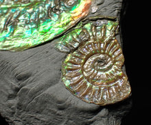 Load image into Gallery viewer, Green iridescent multi-Caloceras display ammonite fossil
