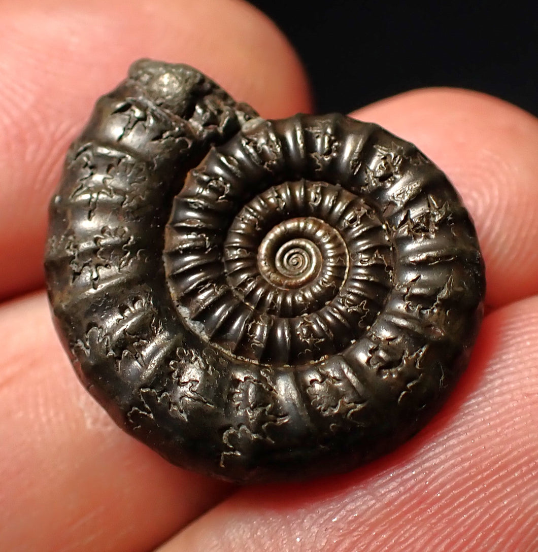 Perfect Crucilobiceras pyrite ammonite fossil (24 mm)