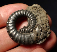 Load image into Gallery viewer, Large Crucilobiceras pyrite ammonite fossil (35 mm)
