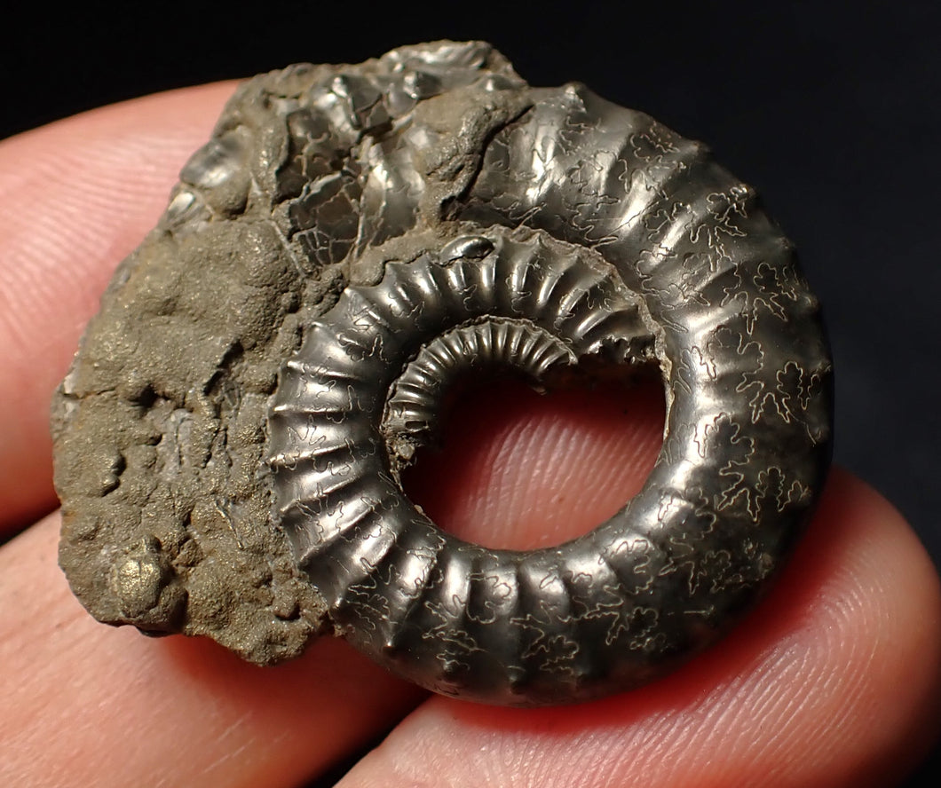 Large Crucilobiceras pyrite ammonite fossil (35 mm)