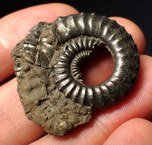 Load image into Gallery viewer, Large Crucilobiceras pyrite ammonite fossil (35 mm)
