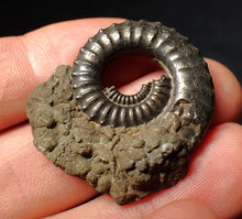 Load image into Gallery viewer, Large Crucilobiceras pyrite ammonite fossil (35 mm)
