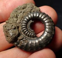 Load image into Gallery viewer, Large Crucilobiceras pyrite ammonite fossil (35 mm)
