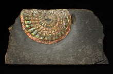 Load image into Gallery viewer, Rainbow iridescent Caloceras display ammonite fossil 82 mm

