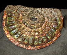 Load image into Gallery viewer, Rainbow iridescent Caloceras display ammonite fossil 82 mm
