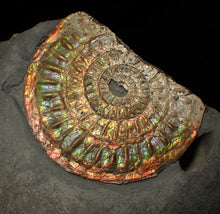 Load image into Gallery viewer, Rainbow iridescent Caloceras display ammonite fossil 82 mm
