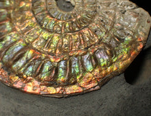 Load image into Gallery viewer, Rainbow iridescent Caloceras display ammonite fossil 82 mm
