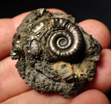 Load image into Gallery viewer, Pyrite Eoderoceras multi-ammonite fossil (37 mm)
