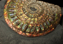Load image into Gallery viewer, Rainbow iridescent Caloceras display ammonite fossil 82 mm

