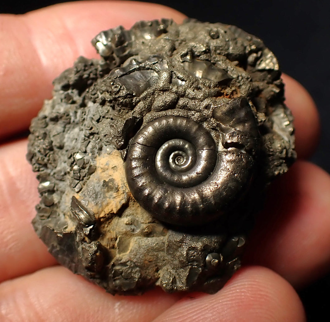 Pyrite Eoderoceras multi-ammonite fossil (37 mm)