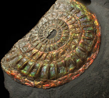 Load image into Gallery viewer, Rainbow iridescent Caloceras display ammonite fossil 82 mm
