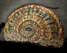 Load image into Gallery viewer, Rainbow iridescent Caloceras display ammonite fossil 82 mm

