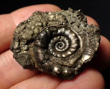 Load image into Gallery viewer, Pyrite Eoderoceras multi-ammonite fossil (37 mm)
