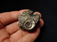 Load image into Gallery viewer, Pyrite Eoderoceras multi-ammonite fossil (39 mm)

