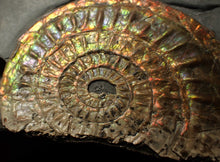 Load image into Gallery viewer, Rainbow iridescent Caloceras display ammonite fossil 82 mm
