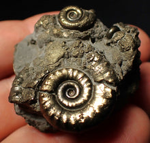 Load image into Gallery viewer, Pyrite Eoderoceras multi-ammonite fossil (39 mm)
