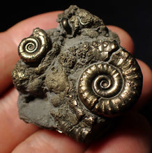 Load image into Gallery viewer, Pyrite Eoderoceras multi-ammonite fossil (39 mm)
