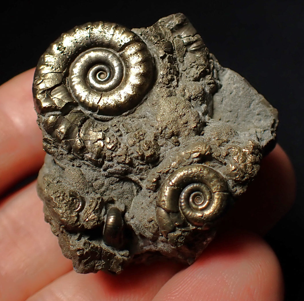 Pyrite Eoderoceras multi-ammonite fossil (39 mm)