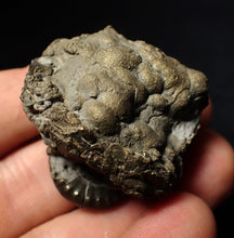 Load image into Gallery viewer, Pyrite Eoderoceras multi-ammonite fossil (39 mm)
