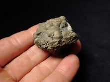 Load image into Gallery viewer, Pyrite Eoderoceras multi-ammonite fossil (39 mm)
