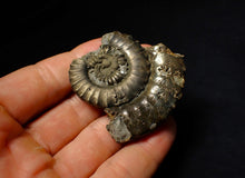Load image into Gallery viewer, Large Crucilobiceras pyrite ammonite fossil (55 mm)

