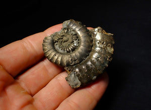Large Crucilobiceras pyrite ammonite fossil (55 mm)