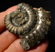 Load image into Gallery viewer, Large Crucilobiceras pyrite ammonite fossil (55 mm)
