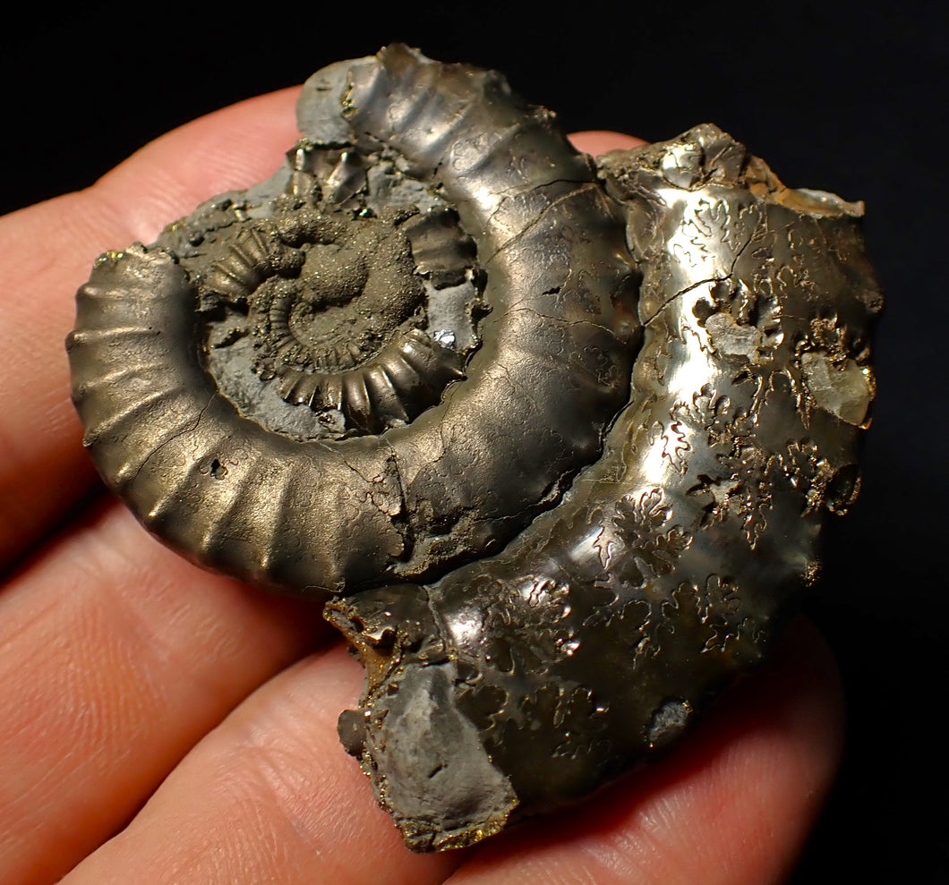 Large Crucilobiceras pyrite ammonite fossil (55 mm)