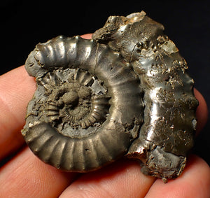 Large Crucilobiceras pyrite ammonite fossil (55 mm)