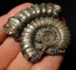 Large Crucilobiceras pyrite ammonite fossil (55 mm)