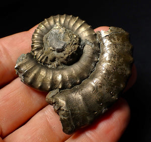 Large Crucilobiceras pyrite ammonite fossil (55 mm)